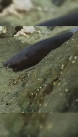 Tahukah Kamu? Hagfish, Si Ulat Laut yang Jago ‘Ngiler’ untuk Bertahan Hidup! #FaktaHagfish   #LendirPelindung   #MakhlukLautUnik   #NgilerUntukHidup   #DuniaLautAjaib