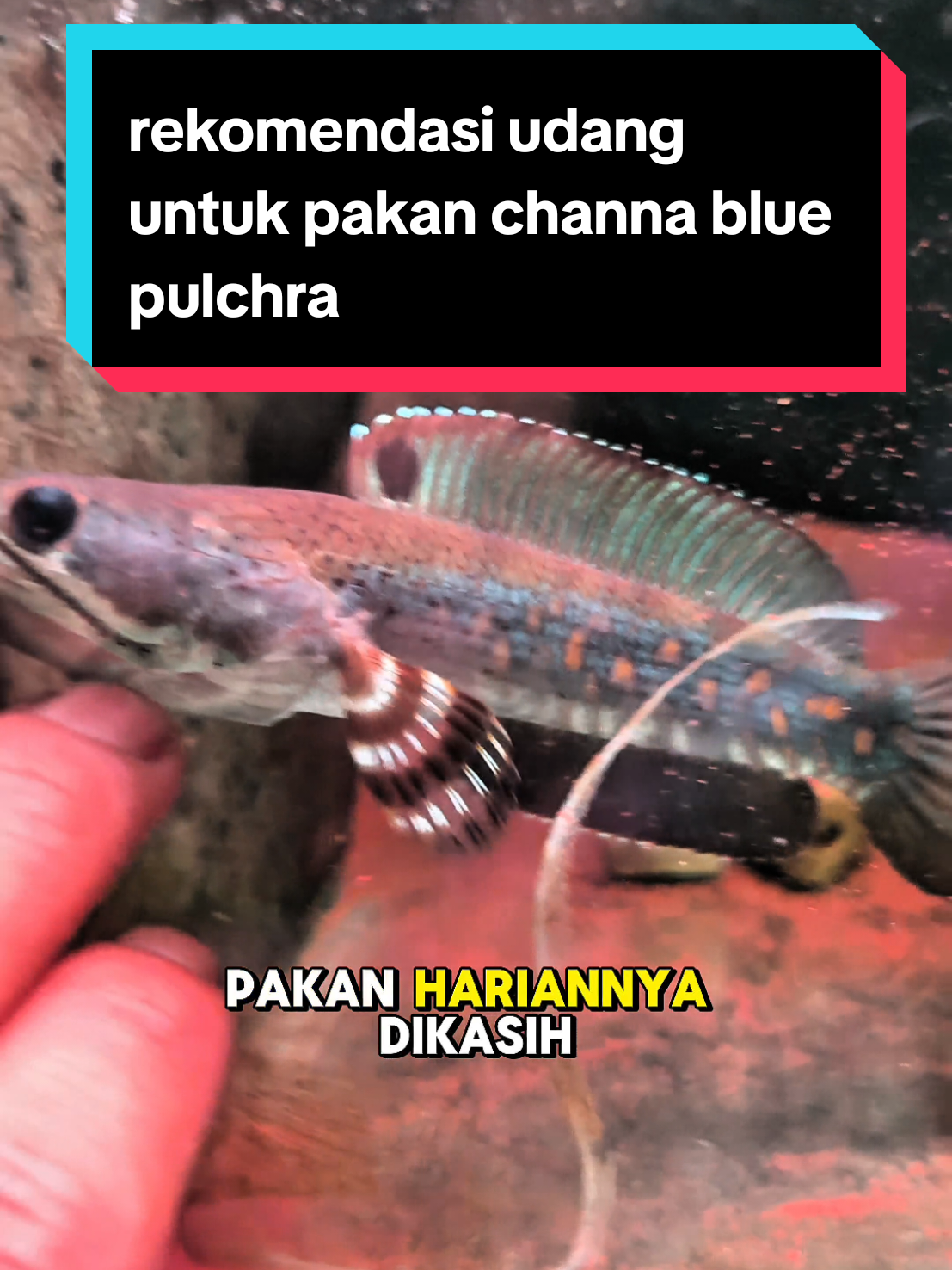 rekomendasi udang untuk pakan channa blue pulchra #pakanchanna #udang #udangbarcapromini #udangkering 
