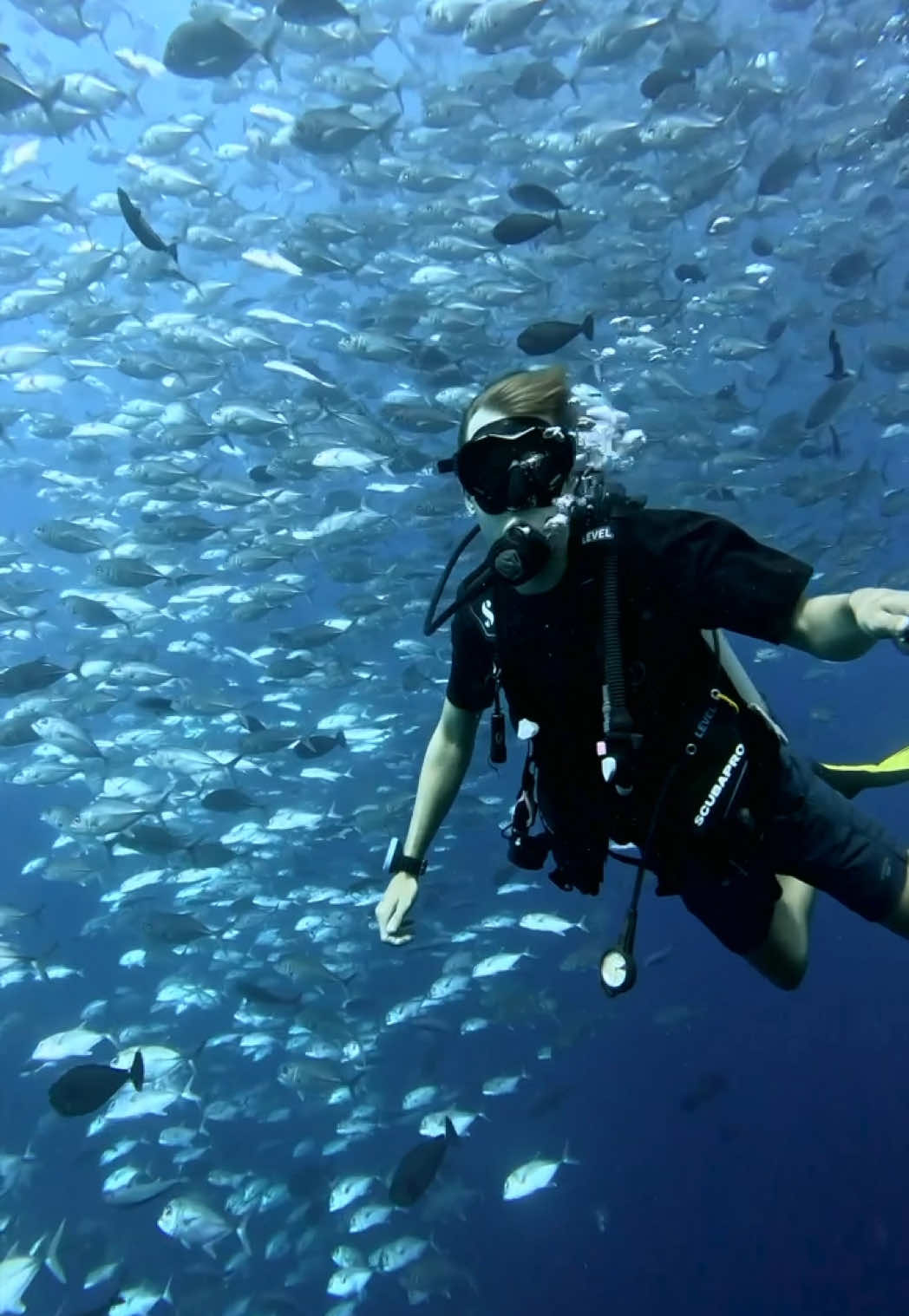 🇵🇼 Palau is knows for having the worlds best ocean life and after a week exploring with the Four Seasons Explorer I can confirm that it’s pretty flipping amazing.  We dove 2/3 times every single day and every dive I saw something that mesmerised me. What a beautiful world we live in 🤩 #whatheck #travel #palau #diving