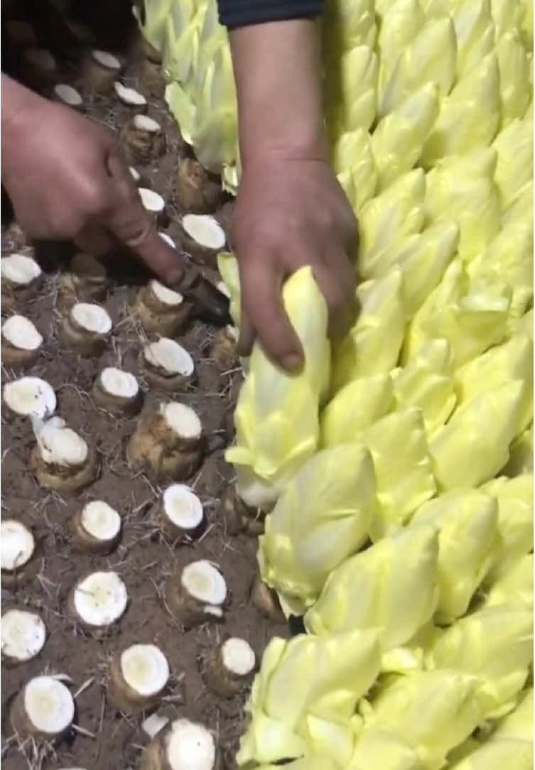 Harvest vegetables #garden #farming #harvest #vegetables #fruits