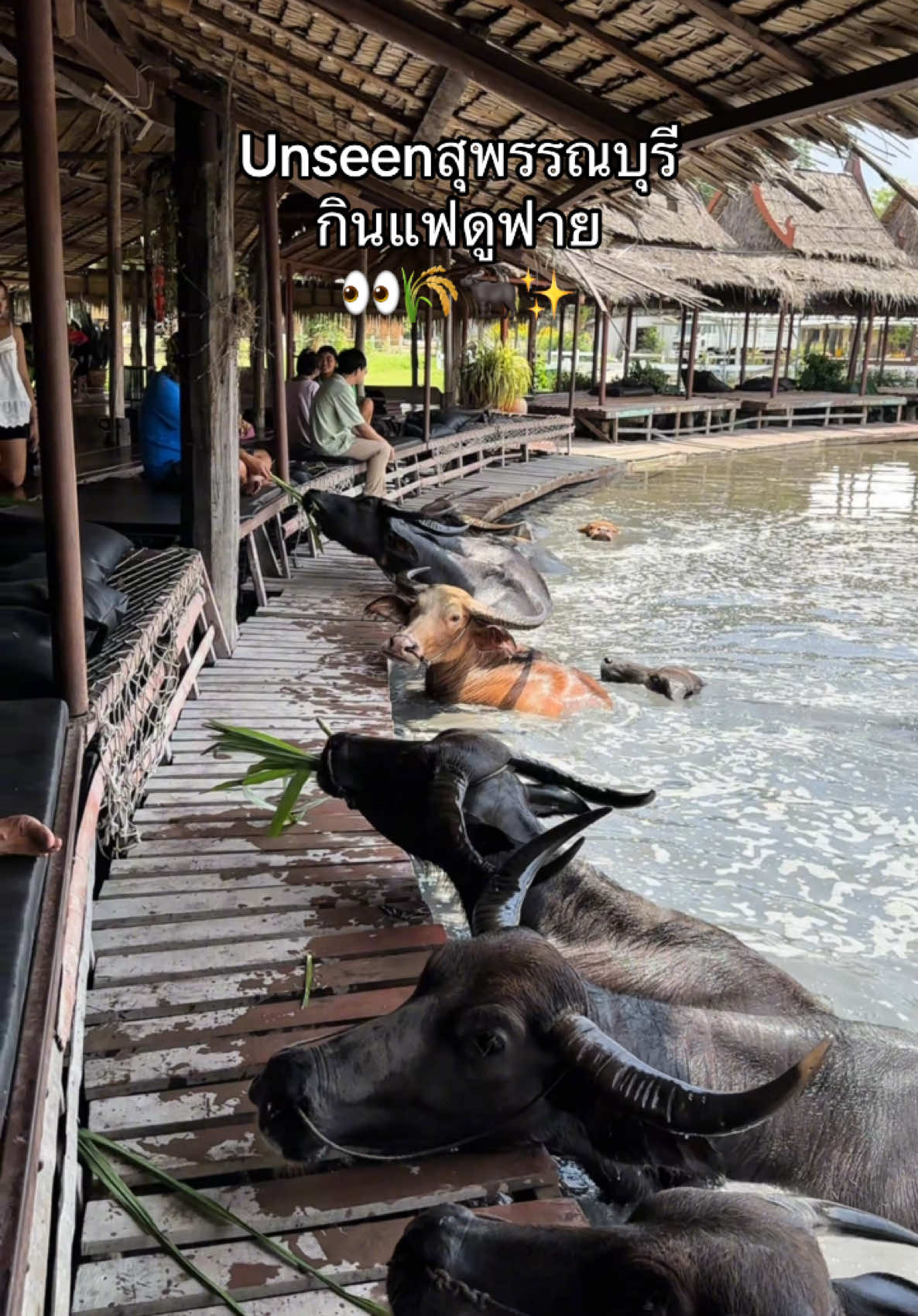 📍Unseen สุพรรณบุรี กินแฟดูฟาย เรียนรู้วิถีชาวนา ค่าเข้า 50 แลกเป็นหญ้าให้น้องควาย หรือ เป็นส่วนลดเครื่องดื่มได้ 👀🌾🐃🖤✨ เปิด 9.00–18.00 น. พิกัด : หมู่บ้านอนุรักษ์ควายไทย อ.ศรีประจันต์ จ.สุพรรณบุรี #กินแฟดูฟาย #หมู่บ้านอนุรักษ์ควายไทย #ควายไทย #คาเฟ่ #รีวิวคาเฟ่ #สุพรรณบุรี #ที่เที่ยวสุพรรณบุรี #เที่ยวสุพรรณบุรี #ที่เที่ยวใกล้กรุงเทพฯ #ที่เที่ยว #เที่ยวไทย