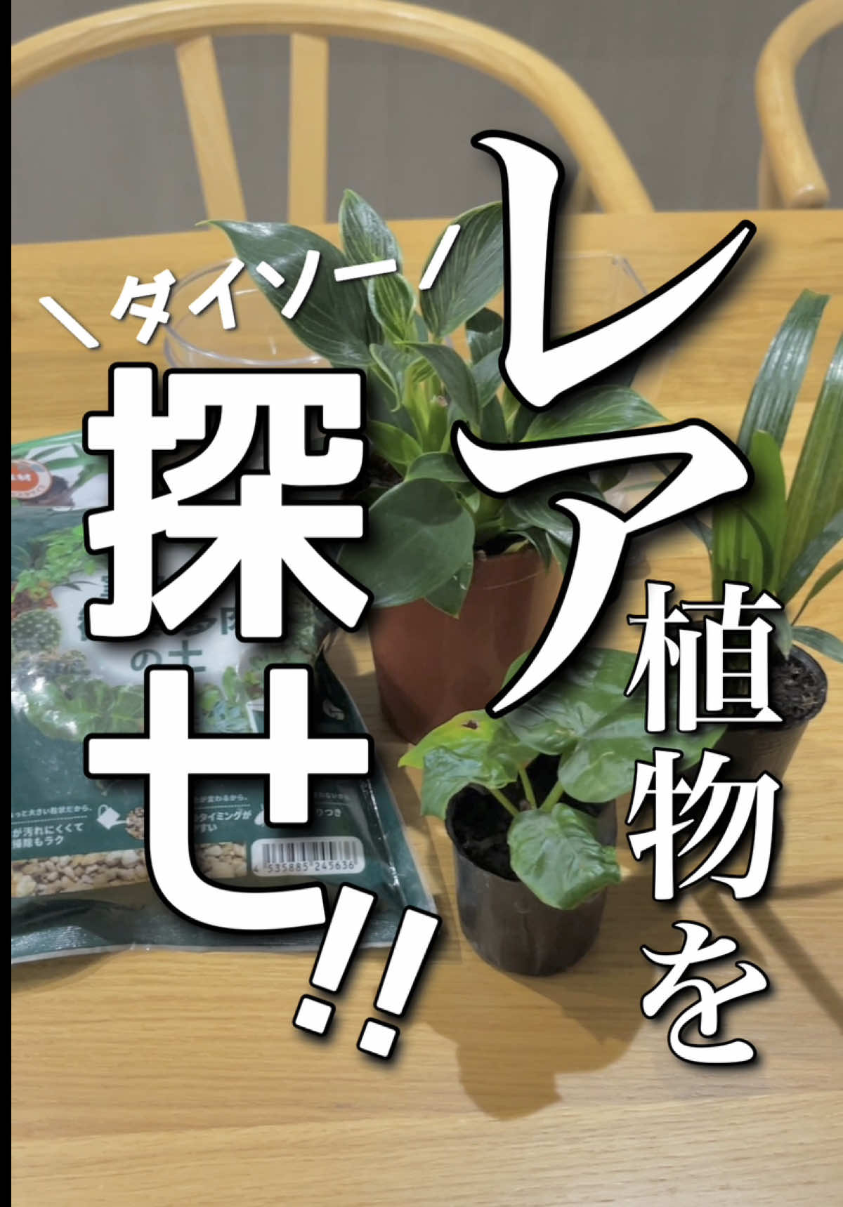 ちなみにモンステラにはまだ出会えてない💔 #ダイソー #ダイソー購入品 #ダイソー観葉植物 #観葉植物 #100均 