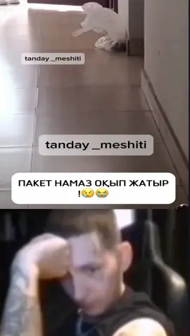 Перевод: Пакет читает намаз #recomendation #fyp #therealchebyrek #настоящийчебурек #щп #щитпост #shitpost #shitposting #foryourepage