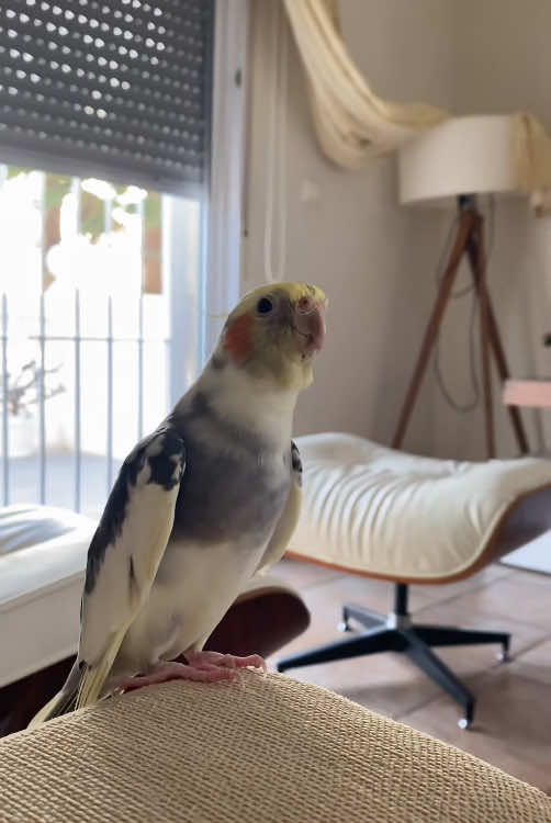Parrots sing.#🥰🥰🥰 #parrot #funnyvideos #funnyparrot #