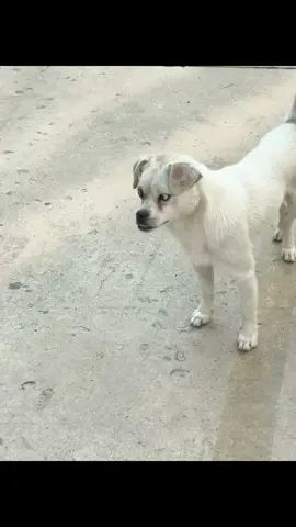 Ánh mắt ấy#dog #cutedogs #loveanimals #pet #xuhuong #trending #viral 