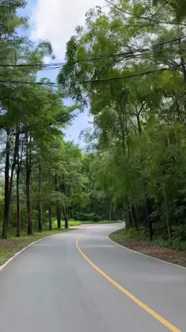 Nongsa Jalan paling cantik, paling asri, paling adem di Batam. Jalan favorit aku karena vibesnya beda 🍃🌿🫶🏻 #batam #batamtiktok #batampunyacerita #batamhits #fyp #fypシ゚ #nong #nongsabatam 