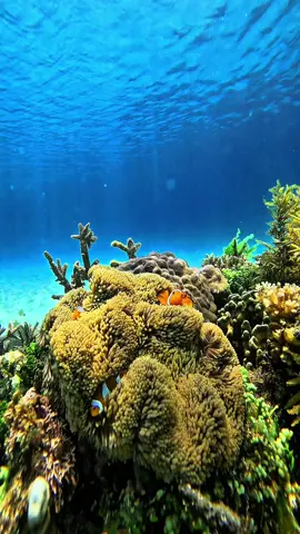Cùng mình ghé thăm Bãi Cạn  Ngôi nhà 🏠 của những chú cá Nêmô dễ thương và hải quỳ nhé 😄 #freedivingphuquy #quayphimchuphinhduoinuoc #lantudo #letu #nemovahaiquy #baican #xuhuong
