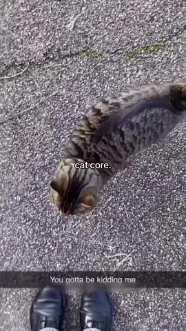 cat core. #cat #cats #funnycats #fyp #cutecat #catlover #kitty #catsoftiktok #foryou #foryoupage #funny #funnycat 