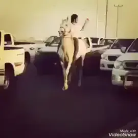 #الخيوال_العراقيه_العربيه_لاصيله #الخيل_عشق_لاينتهي🐎❤️ #خيل_وخياله #الكحيله_ام_عركوب #المعنكيه #انجيمان #الدهمه🐎💙  #الخيل_من_خيالها #كحيلان_العيوز #وذنان_مهاوش #خيل_وخياله #ما_شالله🧿 #الحمدانيات #المعنكيات #الشويمه #لايك_متابعه_اكسبلور #شعب_الصيني_ماله_حل😂😂 #لايك_متابعه_اكسبلور 