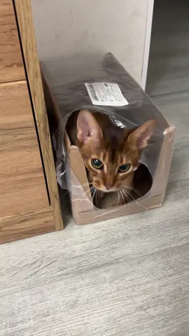 #питомникабиссинов #абиссинскаякошка #абиссинскиекотята #беларусь 