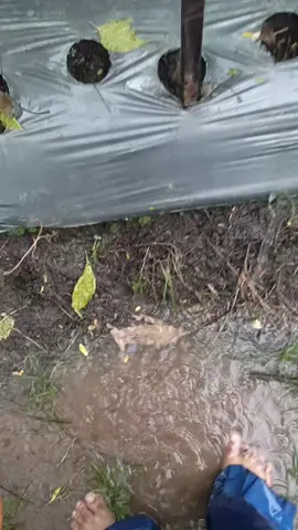 infokan nota bolo hahah😆 #magelang24jam #foryou #xyzbcafypシ #fyp #petaniindonesia🇮🇩🇮🇩🇮🇩🌿🌿 #petanicabai🌶️🌶️🌶️ #petanimuda #petanipemula #petanimilenial 