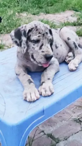 Chó khổng lồ Greatdane đực 2th9kg