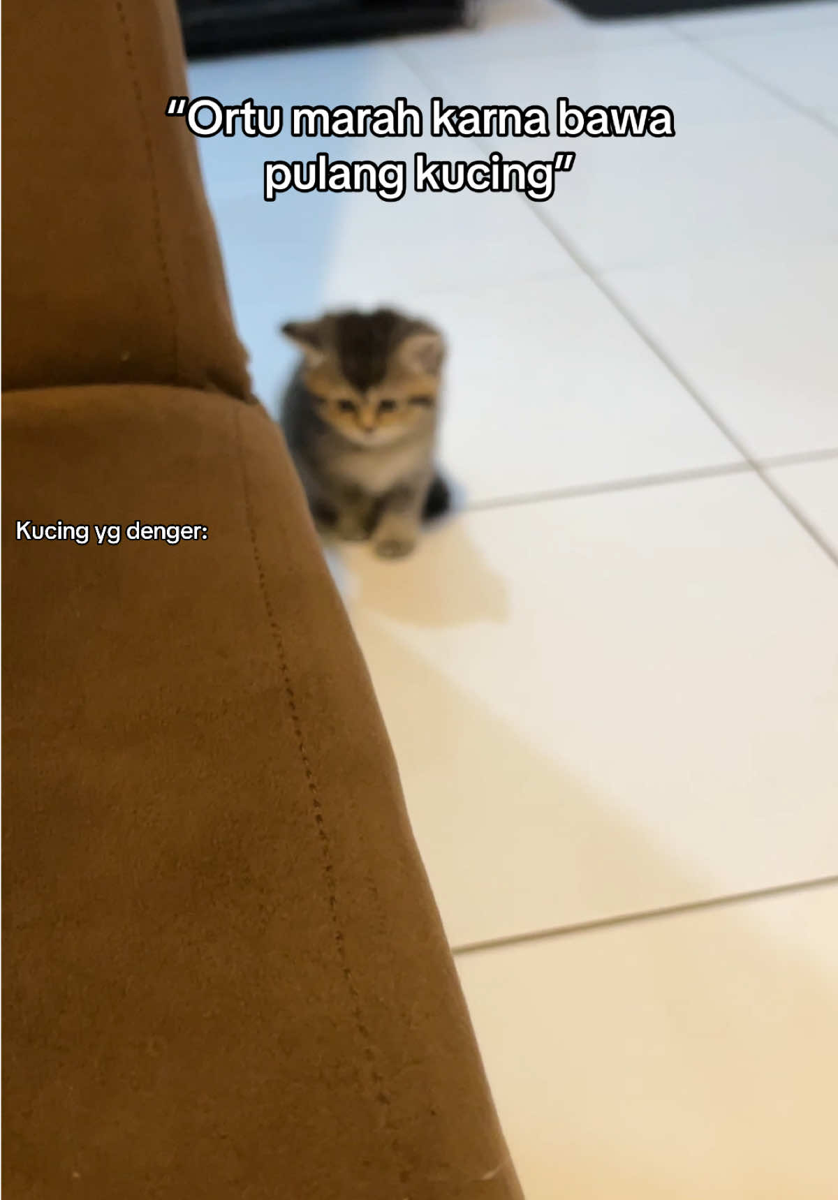 🐱: gpp aku gpp ko :’) #CapCut #catlover #anabul #mangu #tiktok 