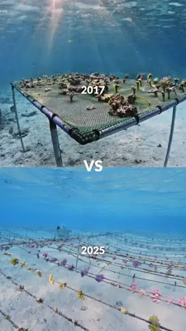 Can you spot the difference of our nurseries from 2017 to 2025? #coralgardeners #savethereef #foryou #fyp #coral #ocean #nursery #garden #underwater 