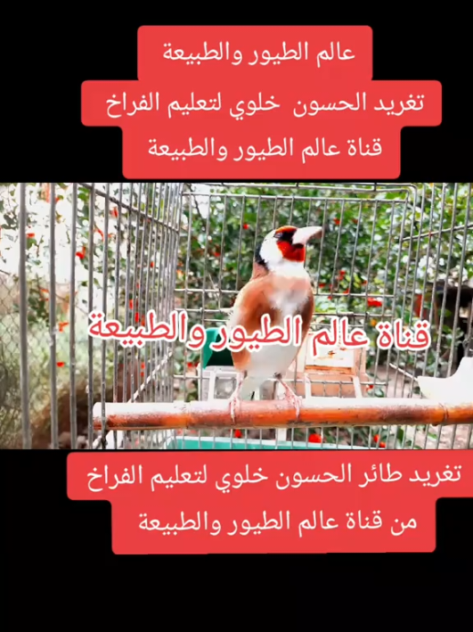 #LIVEIncentiveProgram #LIVERewards #PaidPartnership  تغريد طائر الحسون خلوي لتعليم الفراخ.  Singing vocal goldfinch to teach chicks  #مقنين #مقنين_سوق_اهراسي #مقنين_جزائري #الحسون #تغريد_الحسون #مقنين_خلوي ##goldfinch #chardonneret #jilguero #Alface #pintassilgo #щегол #sakakuşu #cardellino #Stieglitz #ゴールドフィンチ #goldfinch #uang emas #الشعب_الصيني_ماله_حل😂😂 #فرنسا🇨🇵_بلجيكا🇧🇪_المانيا🇩🇪_اسبانيا🇪🇸 #البرازيل #امريكا 