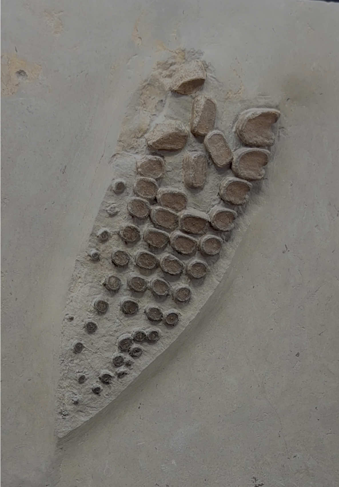 We FOUND some JURASSIC limestone nodules and cracked them open! 🏝️ This perfect stone turned out to contain something extraordinary! 🤯 Take a look and see what you think 🌅😍🦑 The Ammonite and Belemnite specimens are around 185 Million Years Old! 💀🏝 We even found some white CALCITE CRYSTAL! 😱 Thanks for supporting our page! 🐊 #natural #nature #fossil #fossils #ancient #animals #art #ammonite #ammonites #dinosaur #scientist  #minerals #paleontology #whitby #geologist #dorset #geology #charmouth #jurassic #yorkshire #fyp