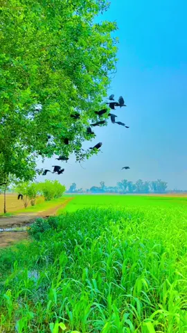 #🍂میرا-سونا_ پنڈ_لنگے-ضلع -سیالکوٹ🌅🍃🌾❤️#shabanhaider1000✅🌱 #foryoupage #unfrezzmyaccount 
