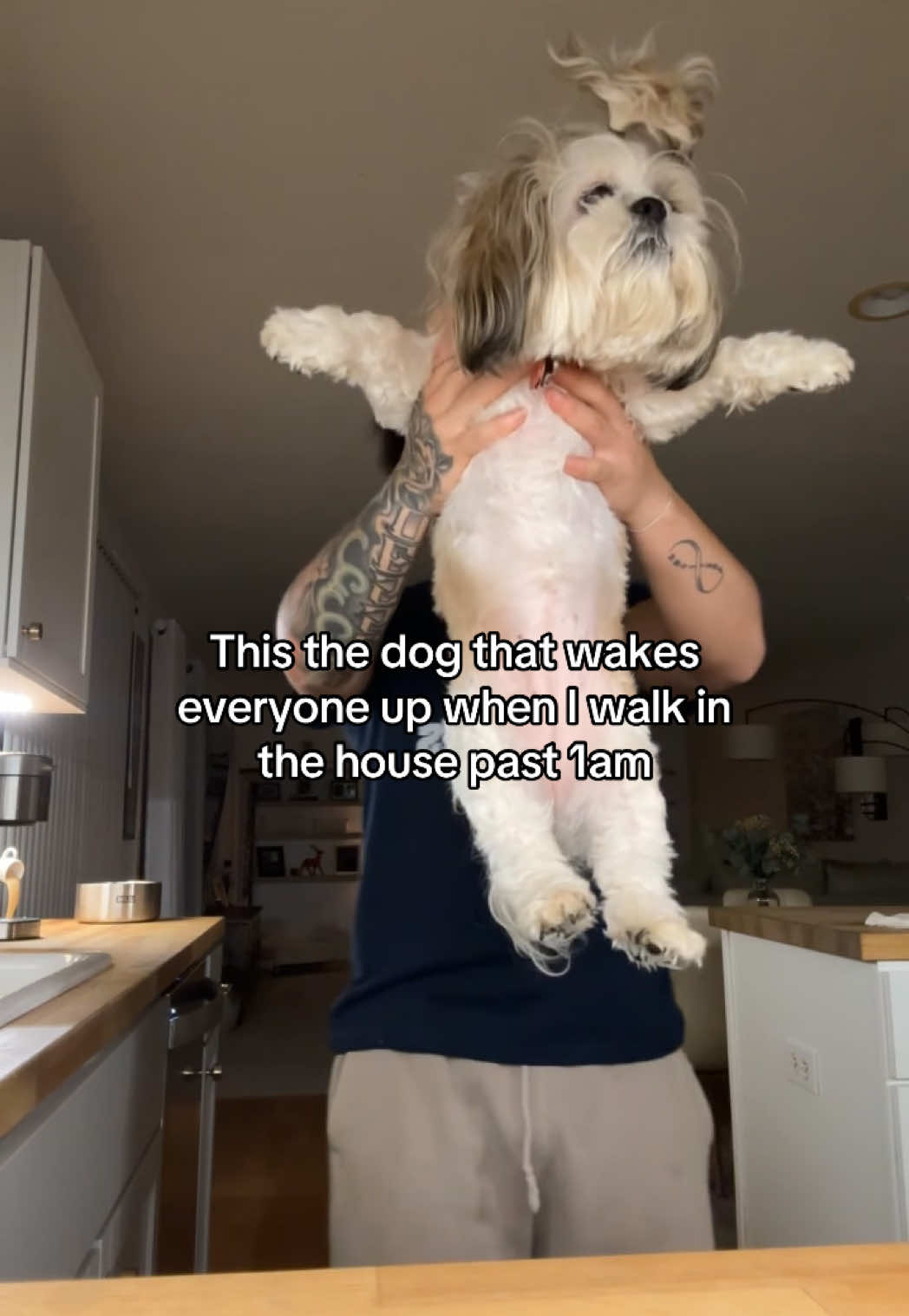😂😂💀 #dog #guarddog #funny #viral #blowthisup #shihtzu 