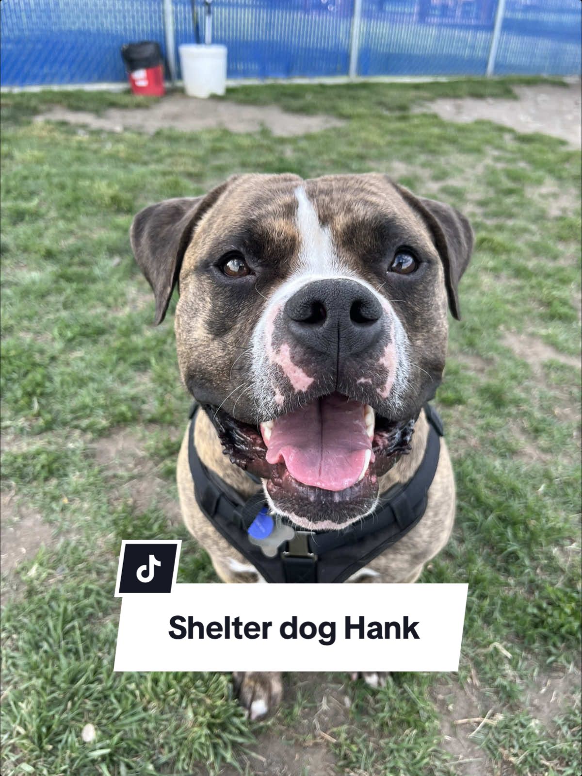 Meet Hank. He is a sweet 2-year-old American Bulldog Mastiff mix who has had his world turned upside down. Surrendered to the shelter on March 21st because of family allergies. He is really struggling with the stress of shelter life. Despite his anxiety he is still playful and cuddly when he gets a break – he absolutely loves doing adorable somersaults in the grass! Hank is a rescue pull only, which means his next step to a loving home relies on a rescue organization with available space. He’s currently in Kennewick, Washington at the Benton Franklin Humane Society. Let’s work together to get Hank the happy ending he deserves. Please share – the perfect rescue for this special boy could be just one share away. Email shelter@bfhs.com for more information. #shelterdogsrock #rescueme #tricitieswa 