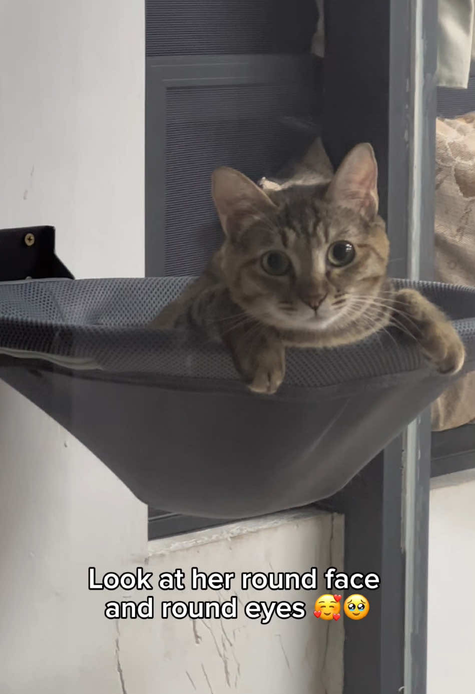 Look at her round face  and round eyes 🥰 #catlover #cutecat #mycat #catmom #petlover #catlife #cathammock #petsupplies #kittensoftiktok #cattok 