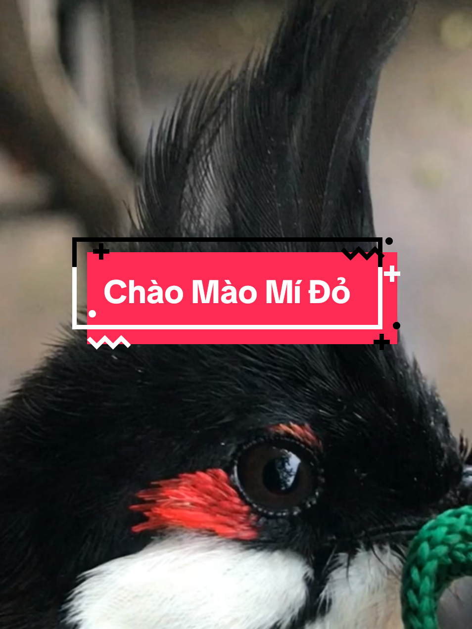 Chào mào mí đỏ #chaomao #chaomaobaydau #chaomaohotdau #chaomaovip #chaomaoboi #chaomaomoi #mynabird 