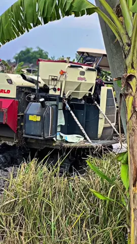 Jentit jentit 🤣#CapCut 