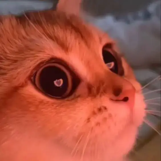 #cosplay#fyp#foryou#overlord#albedooverlordcosplay