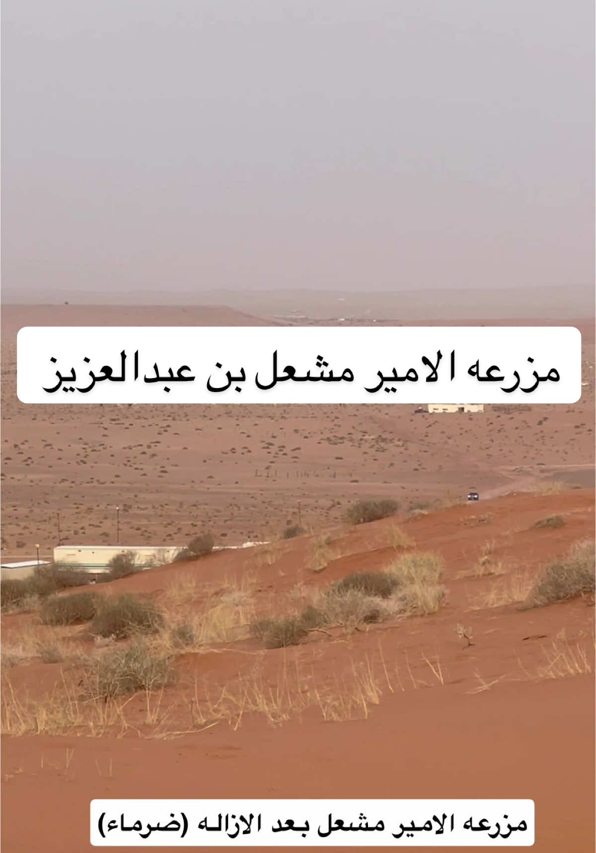 #الابل_عطايا_الله_عشاق_البداوة_🐪😍 #explore #fy #ترند 