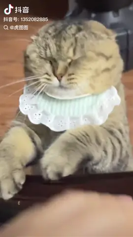 อันนี้ลูกทรพีนี่นาเลี้ยงอย่างทะนุถนอมตั้งแต่เล็กจนโตแต่พอโตมากลับมาตีแม่ 😂 เสียงตบกันังตุ๊บตับเชียว   #แ#แมว#哈#哈基米เ#เทรนด์วันนี้້