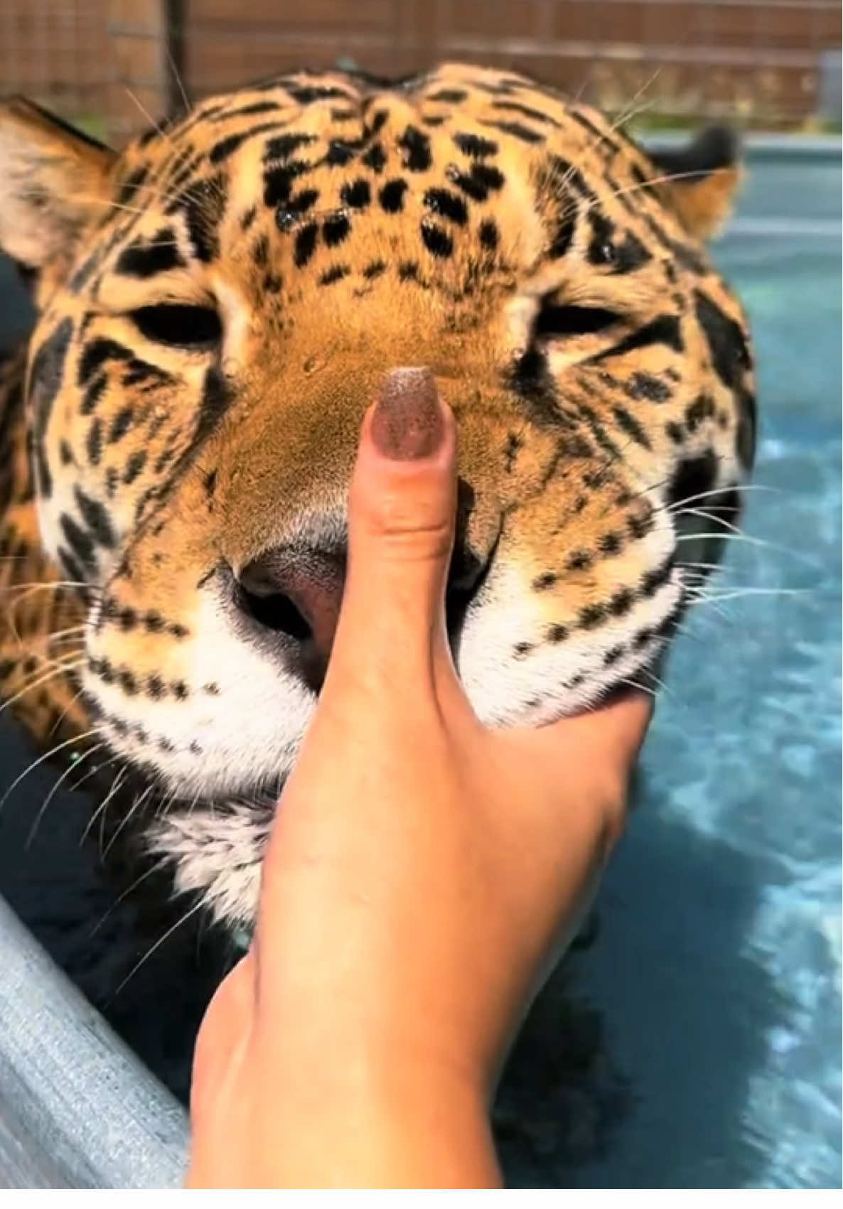 BOOPS