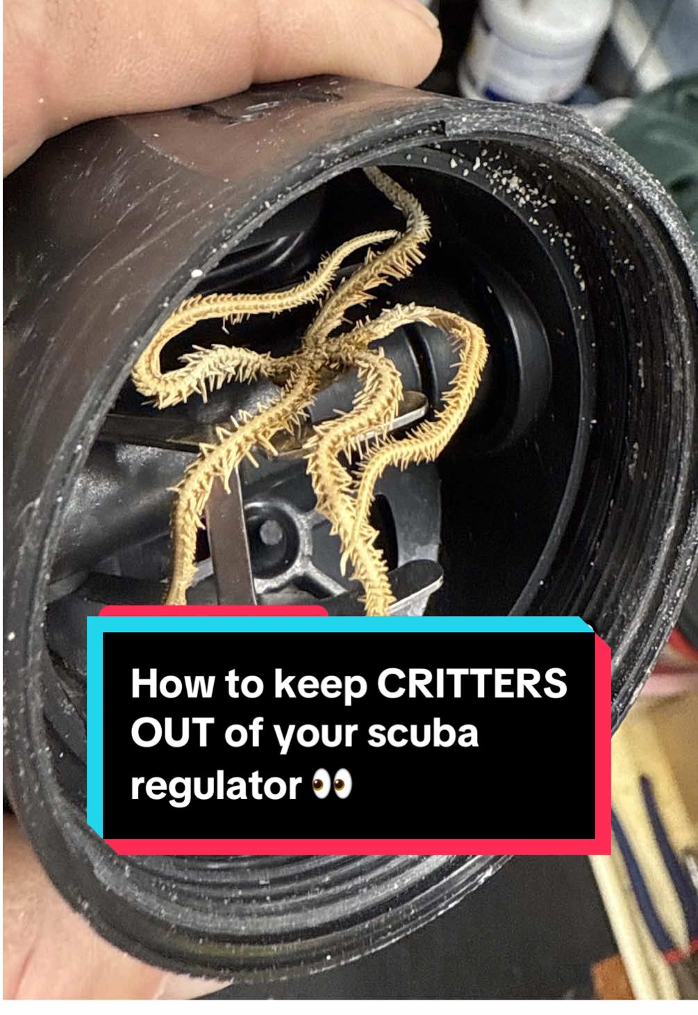 How to keep nasty things out of your dive gear 🤿☠️💦 #scubatiktok #scuba #scubagear #brittlestar #gross #techdiving #scubadivingwithkenny 