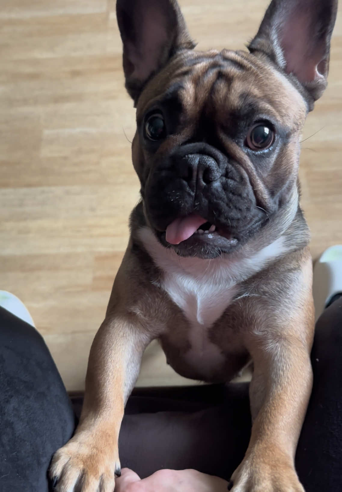 Inst: goldy_bulldog  Толик в деле опять😆🐶  @🐶🐾Goldy-Zlata🐾🐶 #goldyzlata #franchbulldog #bulldog #bulldogsoftiktok #fyp #французскийбульдог #бульдог #собака 