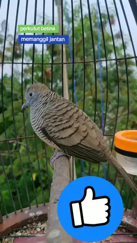 perkutut betina memanggil jantan #kungmaniaindonesia #perkututlokal #hobiperkutut #jangkauanluas #fyp 