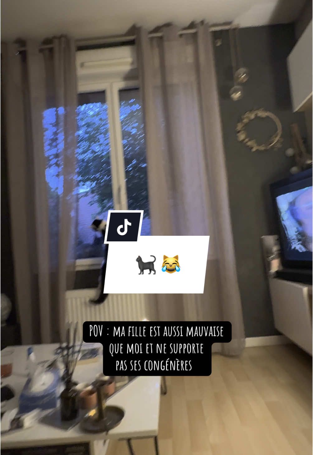 Ma fille est folle 😂 #crazycat #chat #cat #madcats #cats #catoftiktok 