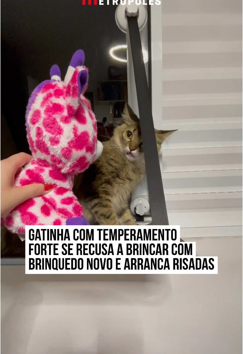 😂🐈🎁 A #gatinha Jade não gostou nem um pouco do presente que ganhou: uma #pelúcia de girafa. No vídeo, a felina aparece bem incomodada com o #brinquedo e, ao ser provocada pela #tutora, ficou bem impaciente e até feroz. A reação de Jade arrancou gargalhadas dos internautas, com muitos se divertindo com o temperamento da gata. #TikTokNotícias  📹  @jadinha_gata | @myhoodbr