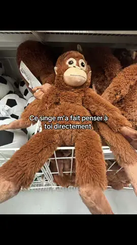 #singe #pourtoi 
