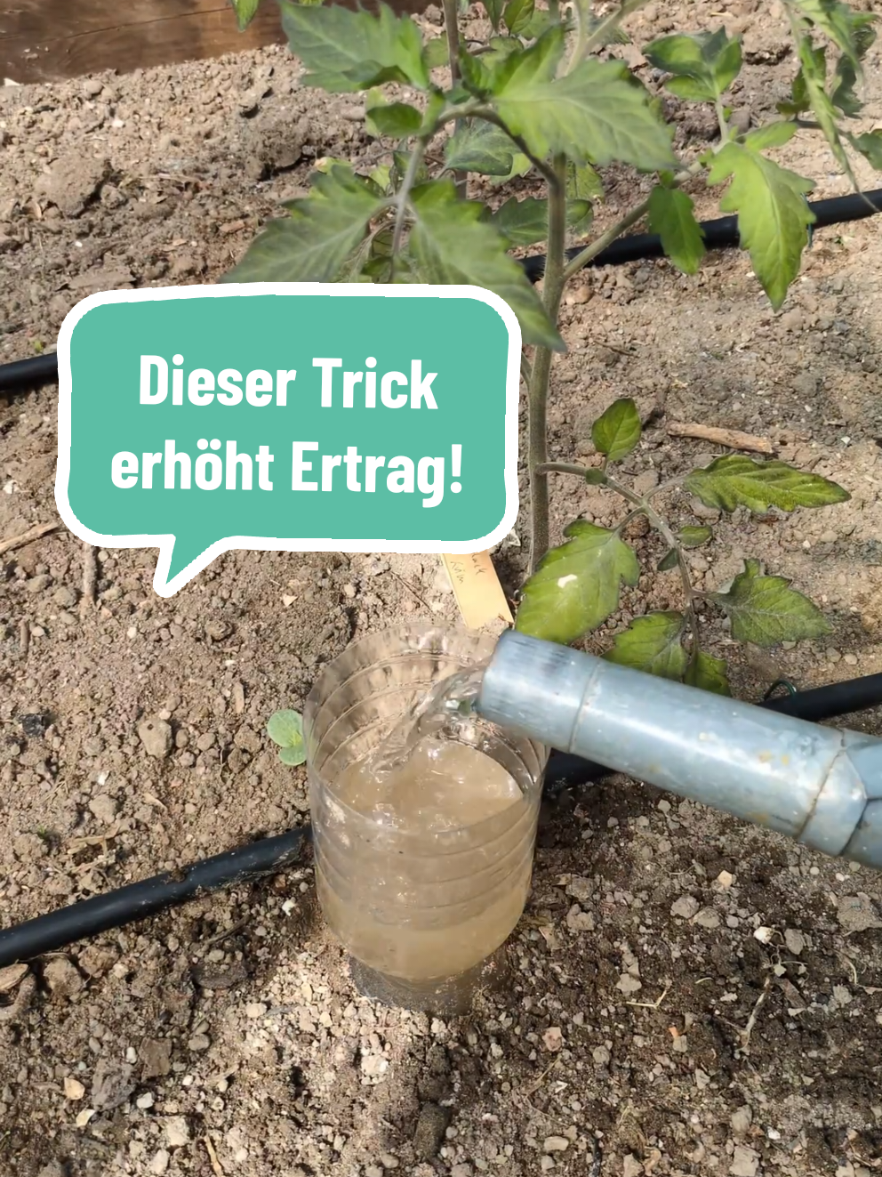 90% Gießen Tomaten falsch! (und verlieren dadurch später viel Ertrag!)#tomaten #pflanzen #garten #paprika 
