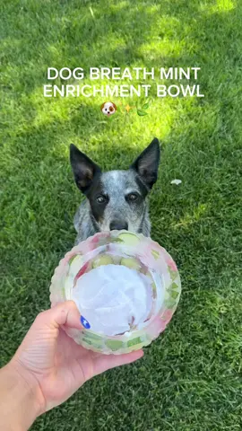 Repost from last summer 🤍 🚨Please feed in 5 min increments and not all at once!! 🚨Can’t wait to make more of these dog enrichment bowls! This is the perfect snack for your dogs stinky breath but also to keep them cool and stimulated!  #dogenrichment #dogbreath #mintfordogs #fyp#doghealth #mentalstimulationfordogs #dogmomsoftiktok #dogtok  