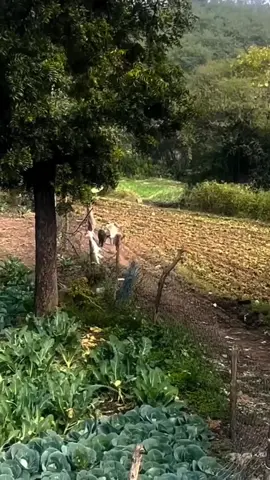 #How #to# catch# pigs #in# the #village,# watch# live# by #setting #a #pig# trap##to 