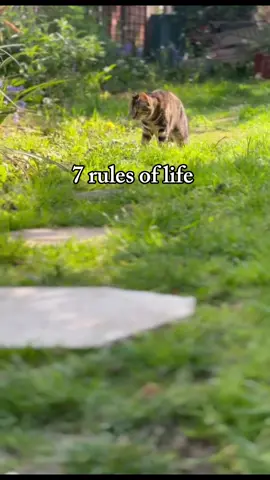 #pluto#soft#cats#fyp#forupagee#😍😍😘😘🥰🥰🇬🇧🇬🇧 