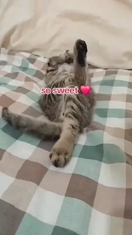 #explore #fyp #foryou #funnycat #catlovers #funnyforyoutiktok  @funnyforyoutiktok 