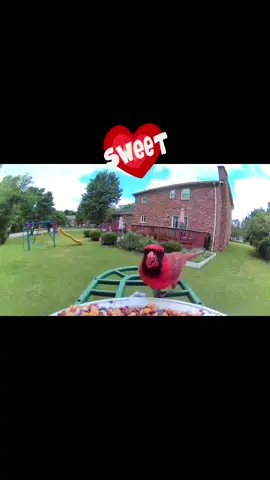 #mitchdance🌻🌻🌻 #mitchdsg❤️🤍💙 #sipatersvibes🇺🇸🇵🇭🇺🇦 #teamBff #teamworkbff #🕊️tiktokprincesses🕊️_ #foryoupage #trending #birds 