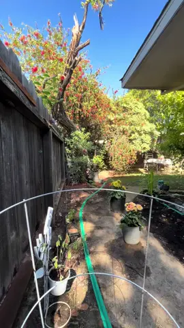 🍓🌱🍋🌽🍅🫑🌶️