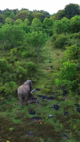 මේ video එක බලල හිතට දැනෙන දෙයක් comments කරන්න #humptytravels #viral #nature #popular #humpty #fyp #foryou 