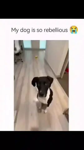 Funny dogs bringing pure joy to your feed every single day 🐶😂 #DailyDogLaughs #PupEnergy