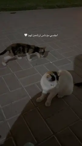 🤍🐈🐈‍⬛