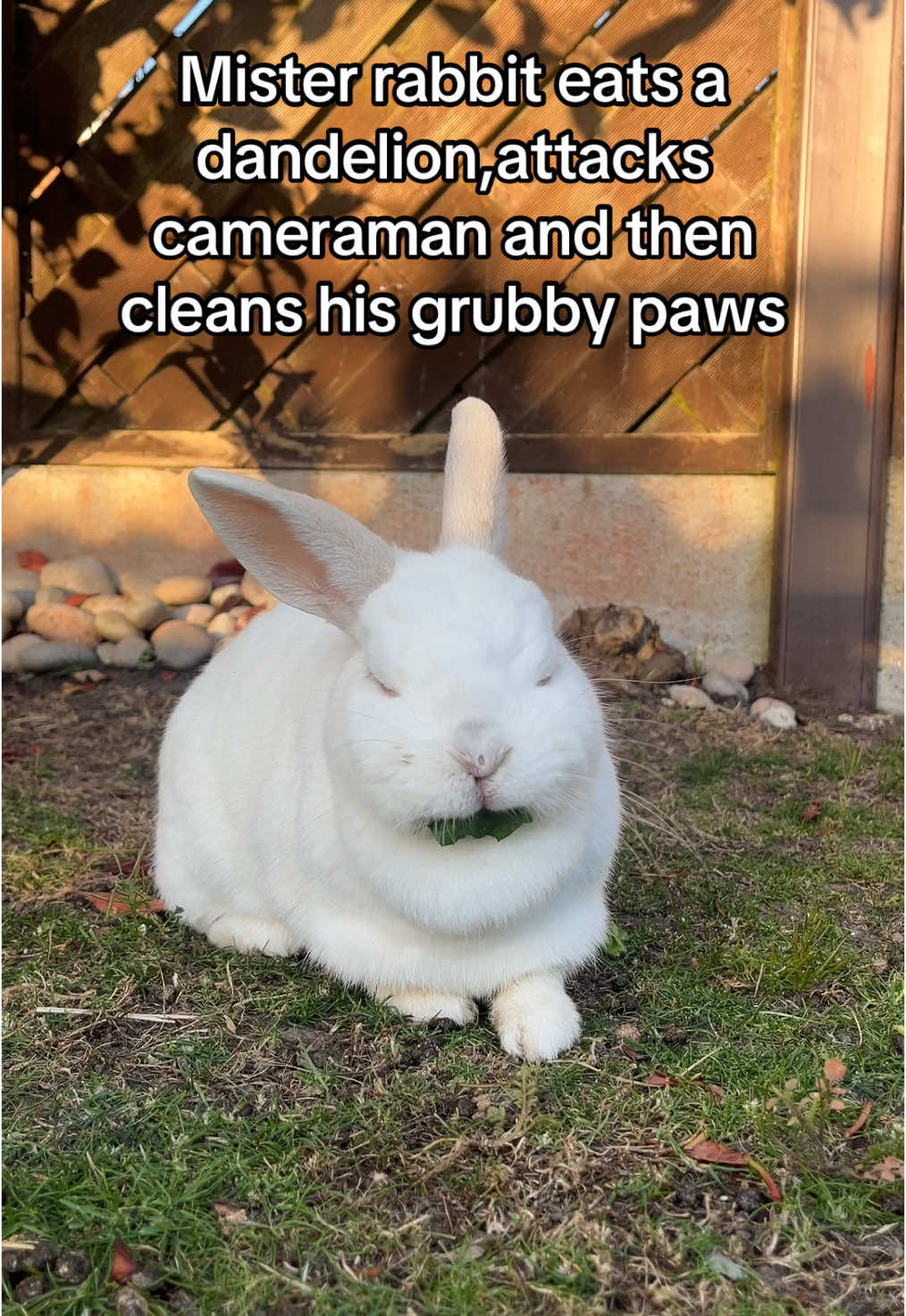 Stupid rabbit. #silly #rabbits #sillysnowman426 #cute #bunny #animals #bunnies #rabbbit #mrrabbit #sillycat #rabbitsoftiktok #hai