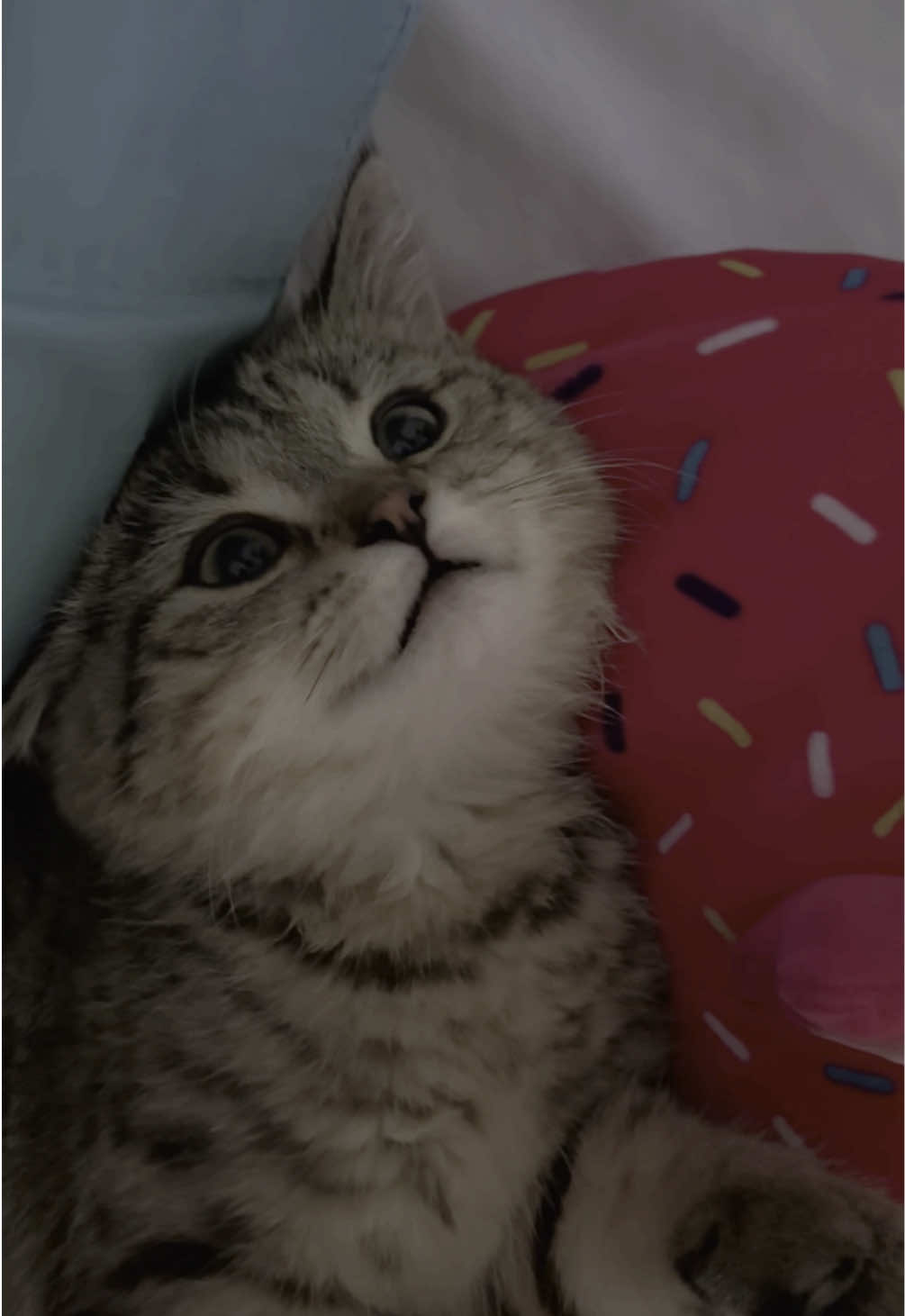 #cat 