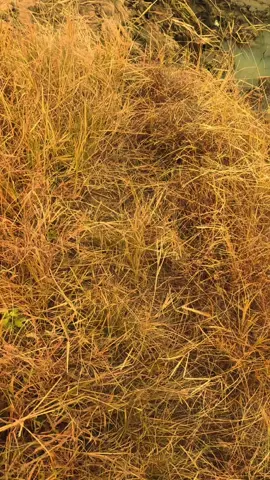 #wibes2017 oh angin  #angin #kenanganterindah 