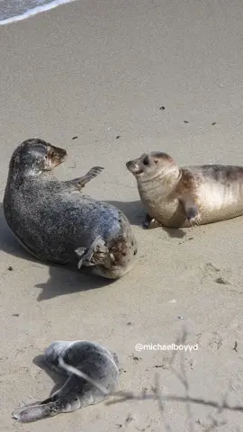 Seals being silly #seal 